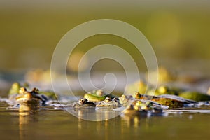 Group of common frogs Rana temporaria in water on a beautiful background