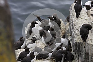 A group of common guillemots & x28;murres& x29;, Uria aalge, at a rock in Scotland.