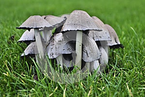 Group of common ink cap mushrooms in a grass field