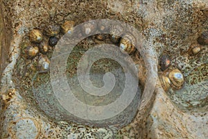 Group of common limpets photo
