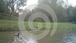 Group of Common Moorhen, Gallinula Chloropus, Water Birds on a Lake in the Night