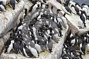 Group common murre in a colony of sea birds on the Pacific