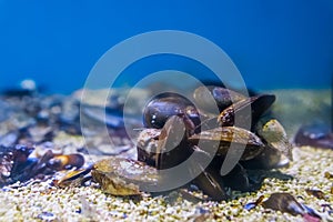 Group of common mussels together underwater, nature sea background