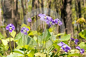 Common blue violets on forest floor in Spring
