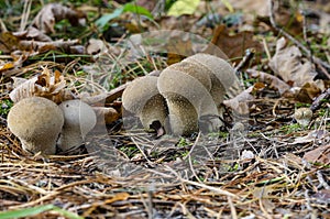 Group of common puffballs in pinewood