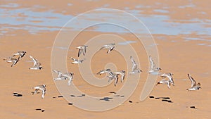 A group of Common ringed plovers Charadrius hiaticula flying