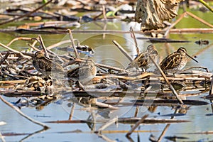 Group of common snipe and ruff in mud lotus root field