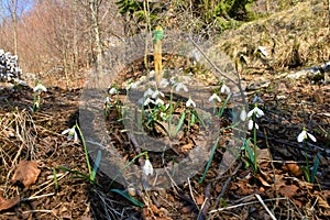 Group of common snowdrop (Galanthus nivalis) white spring flowers