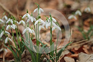 Group of common snowdrops (Galanthus nivalis).