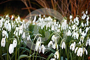 Group of common snowdrops Galanthus nivalis selectively focused
