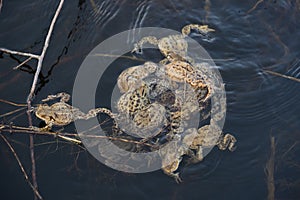 Group of Common toads Bufo bufo - mating, in Czech Republic