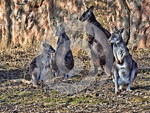 the Group of Common wallaroo, Macropus r. robustus. with grown-up cubs