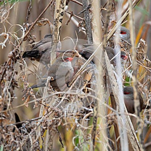 A group of Common Waxbills searching for seeds