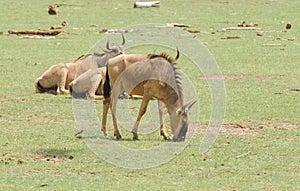 Group of common Wildebeest in Tanzania