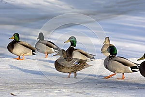 group, a community of ducks, birds, males and females in the snow