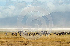 A group confusion of wildebeests congregated in Ngorogoro crater in Tanzania, Africa