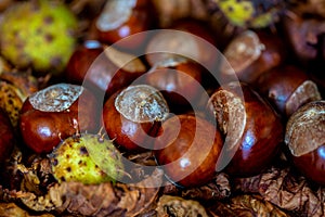 A group of conkers from the horse chestnut with and without husks