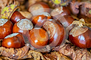 A group of conkers from the horse chestnut with and without husks