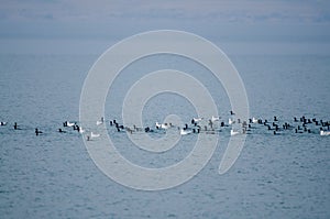 Group of coots and gulls are floating on water