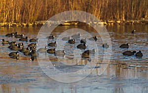 Group of coots on ice on frozen lake in winter. photo
