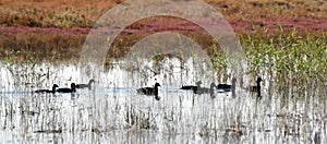 a group of coots in the lagoon among the aquatic plants