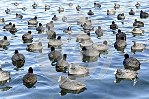 Group of coots on Lake d`Averno