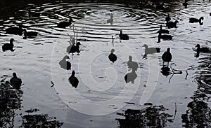 Group of Coots water birds swimming in the lake pond at sunset time, Image in dark black and white color tone.