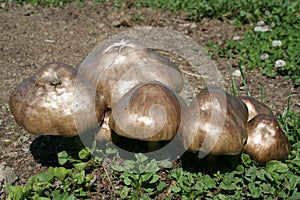 Copper-colored metallic looking mushrooms photo