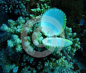 Group of coral and seashell in blue water.