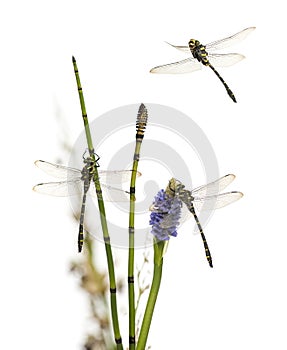 Group of Cordulegaster bidentata landed on a plant, isolated photo