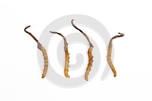 Group of cordyceps sinensis