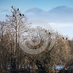 Group of cormorant shag birds roosting in Winter tree