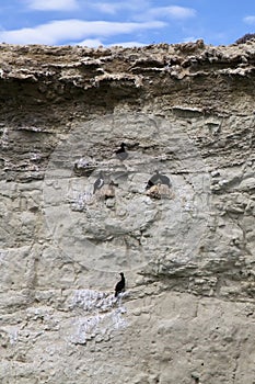 Group of cormorants at a cliff near Puerto Madryn photo
