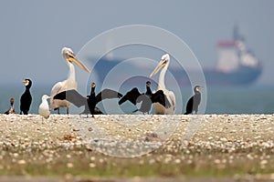 A group of cormorants and Dalmatian pelicans stand on the sand