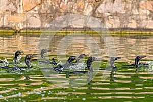 A Group of cormorants in a lake