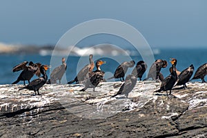 Group of cormorants resting