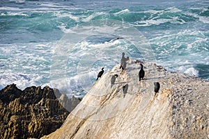 A group of cormorants resting on a rock on the Pacific Ocean coastline; breaking waves in the background; Montana de Oro State