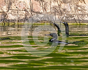 A group of cormorants in search of food