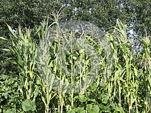 A group of Corn plants growing at allotment garden in Finland