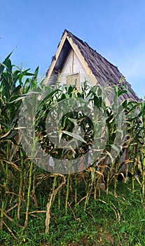 A group of corn trees in the garden covering a traditional house