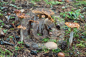 Group of, Cortinarius collinitus mushrooms