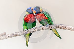 Grupo de dos lindo vistoso pequeno loro loros besar. hermoso Salvaje los animales observación de aves sobre el un árbol rama 