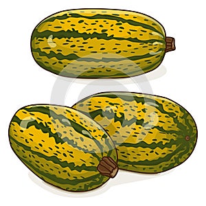 Group of Courge Spaghetti winter Squash Clipart.