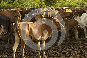 Group of cow in cowshed with beautiful sunset scene. Cows in the