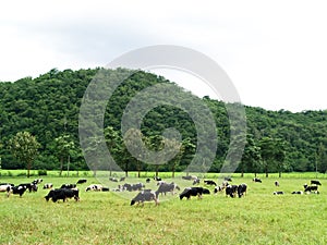 Group of cow eating grass