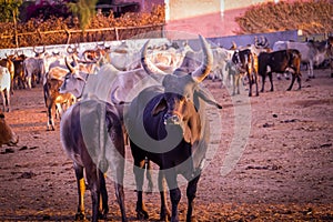 Group of cow farm agriculture,indian cow in gaushala,cows group on a farm India,agriculture industry,farming concept