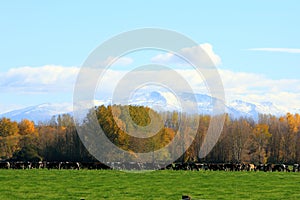 Group of cow in farm, South Island, New Zealand