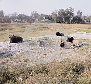 Group of Cow on Ground Nadaun Himachal Pradesh India photo