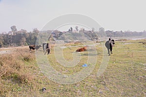 Group of Cow Standing on River Side Nadaun Himachal Pradesh India photo