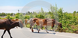 Group of cow are walking on the road.